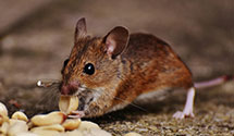24 Hour & Emergency Exterminators in Naval Air Station Lemoore, CA